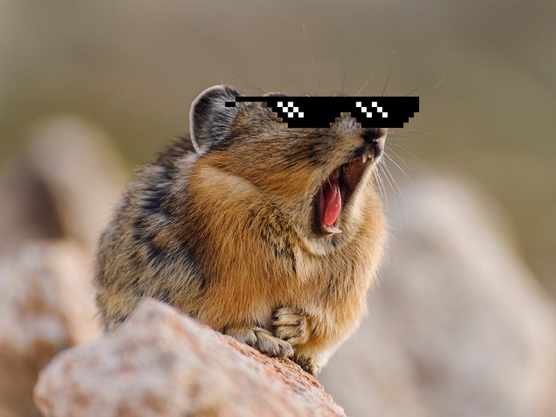 Pika wearing pixelated sunglasses